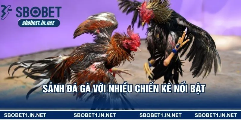 Sảnh đá gà với nhiều chiến kê nổi bật